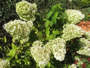 Bobo® Panicle Hydrangea