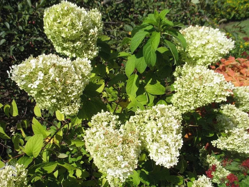 Bobo® Panicle Hydrangea